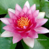 lilyflower591